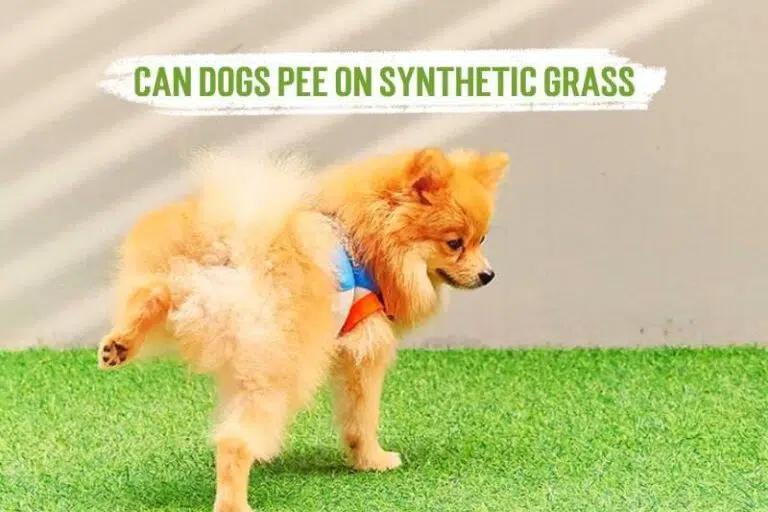 can dogs pee on synthetic grass