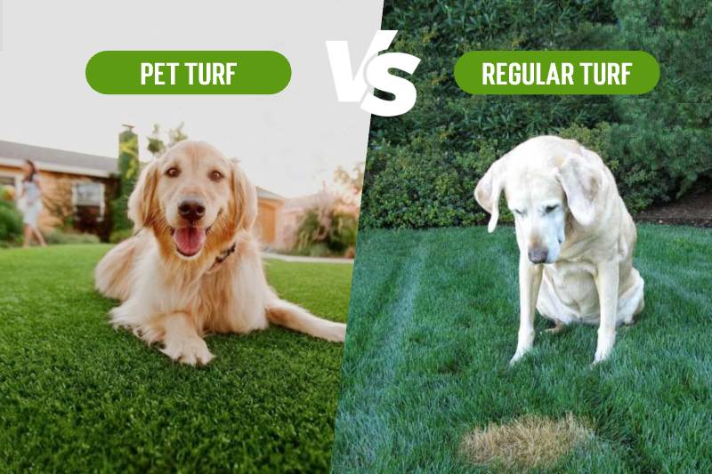 husdjursgräs vs vanligt gräs fördelar & nackdelar