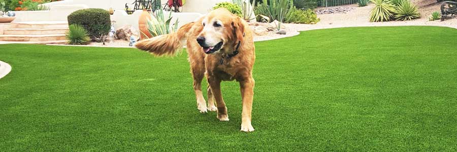 gazon artificiel animaux domestiques