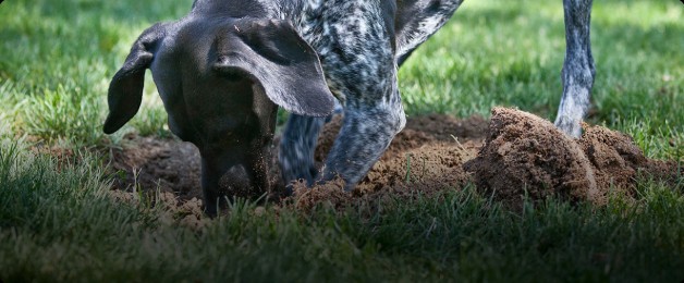 digging and damage149