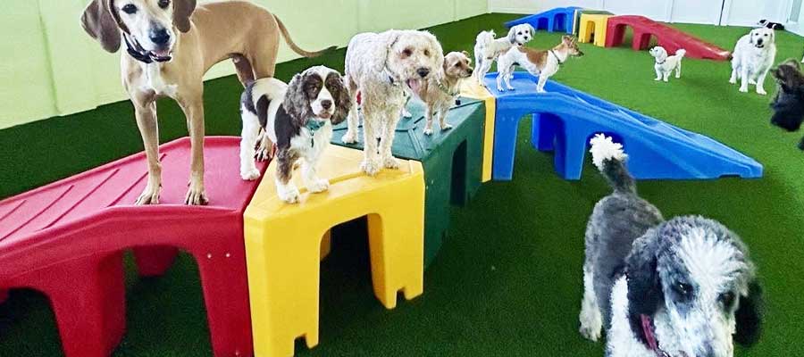 pet friendly artificial grass in perth