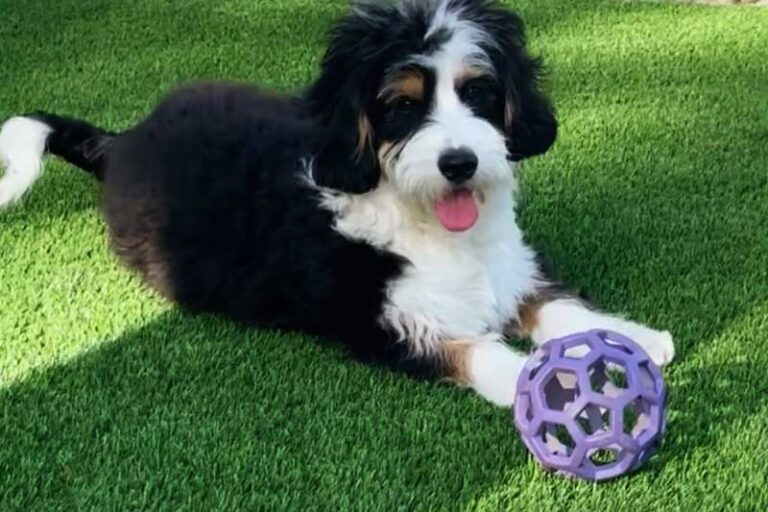 pet friendly artificial grass perth