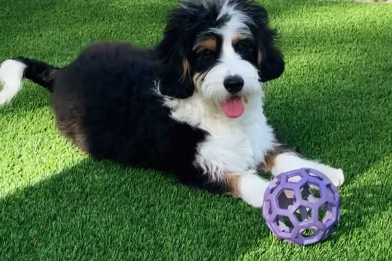 pet friendly artificial grass perth