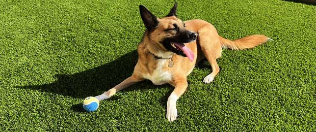 diy pet turf